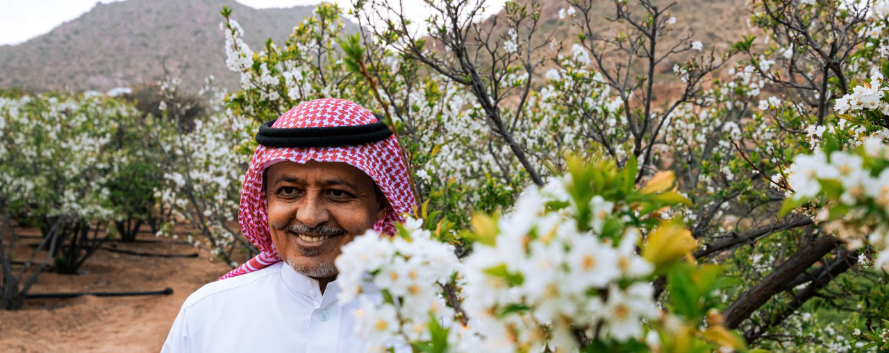 Taif