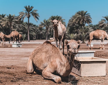 Camel Farm