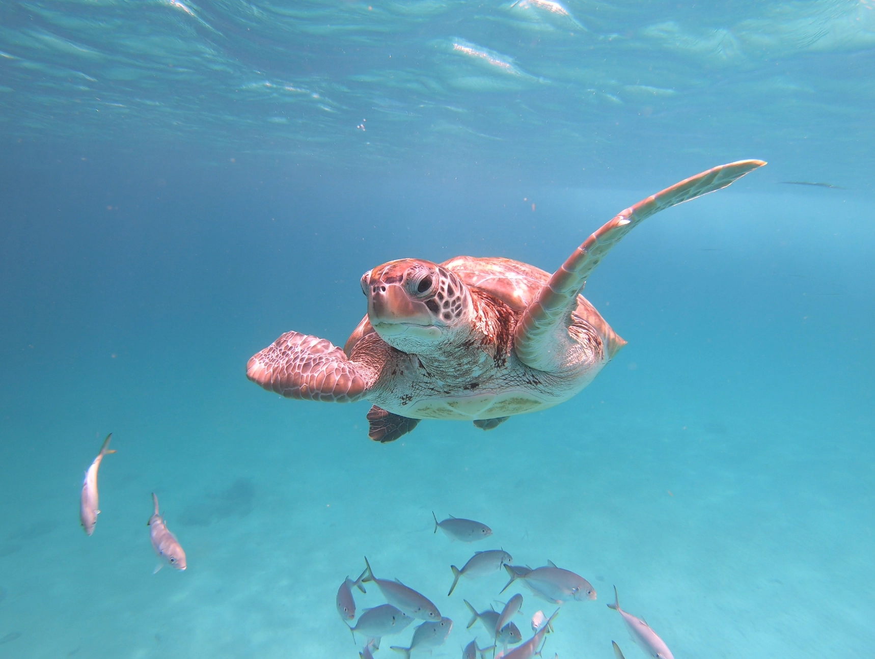 Folkestone Marine Park