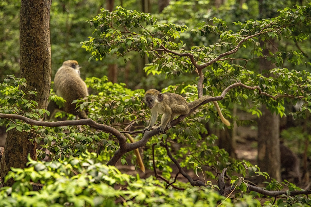 Barbados Wildlife Reserve