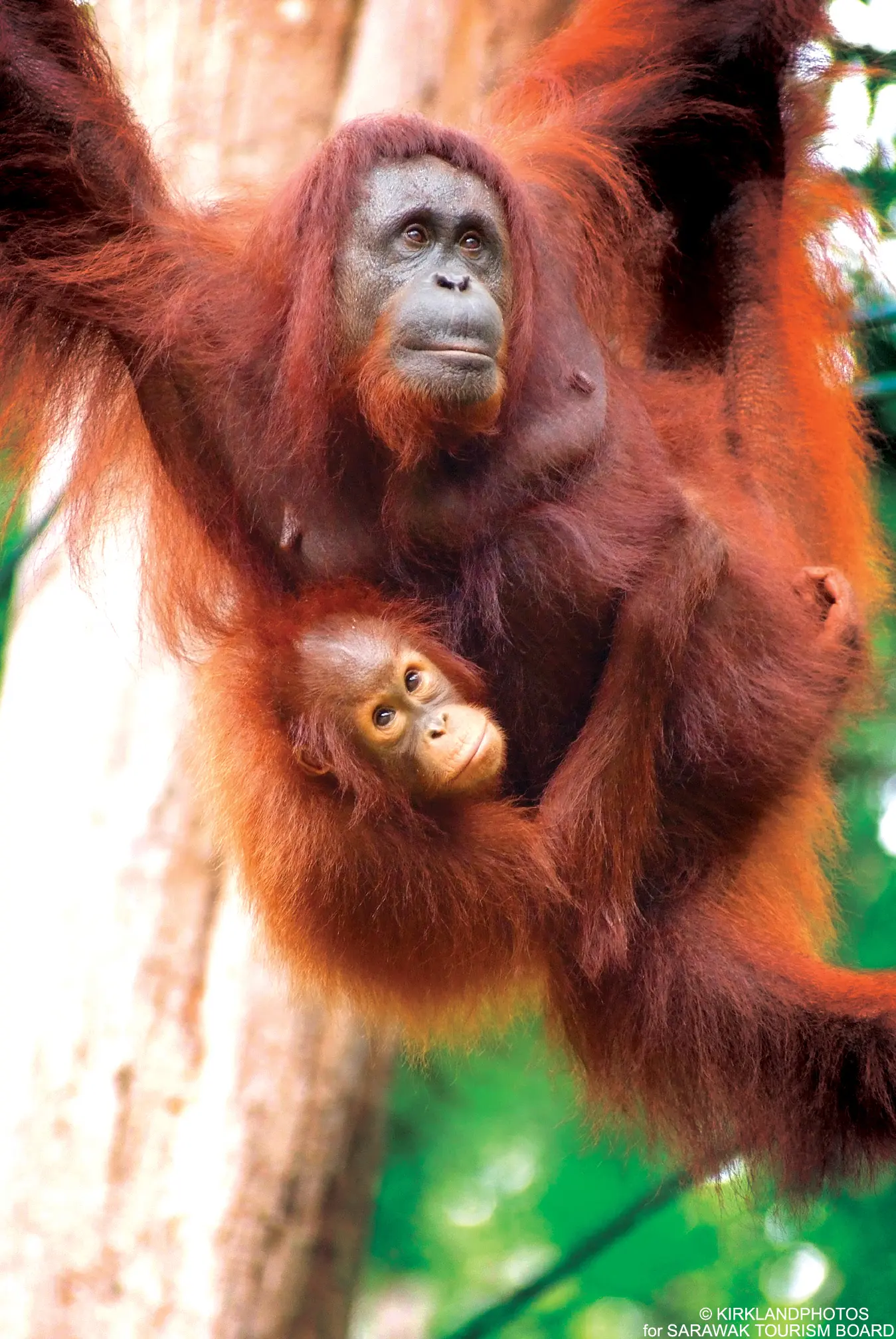 Orangutan
