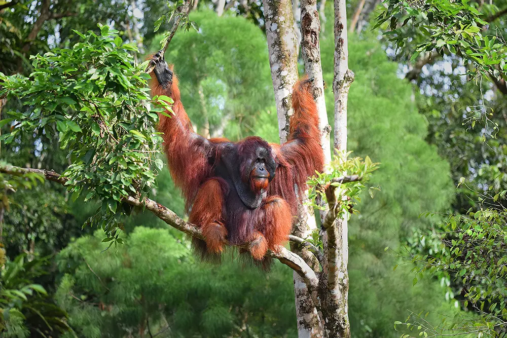 Semenggoh Nature Reserve