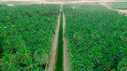 Largest Palm Oasis in the World- Natural Attraction