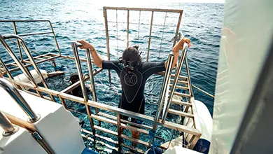 Shark Cage Diving