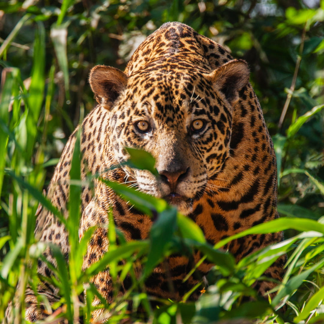 Pantanal