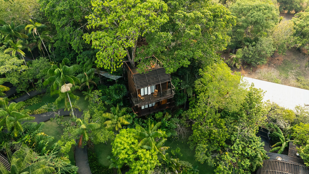 Amazon jungle
